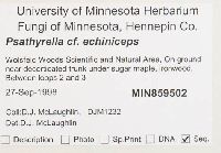 Psathyrella echiniceps image