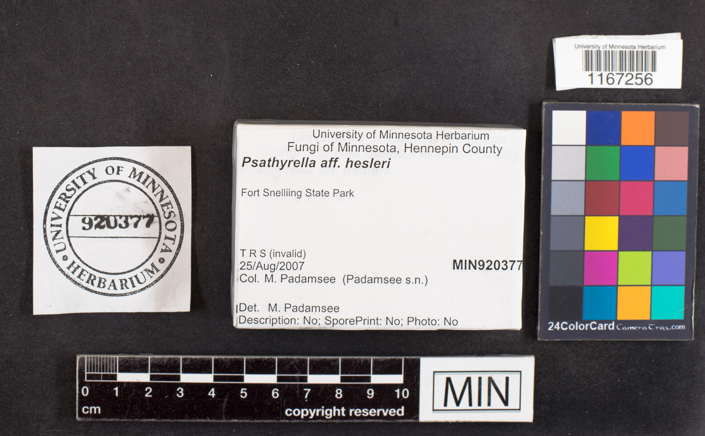 Psathyrella hesleri image