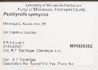 Psathyrella epimyces image