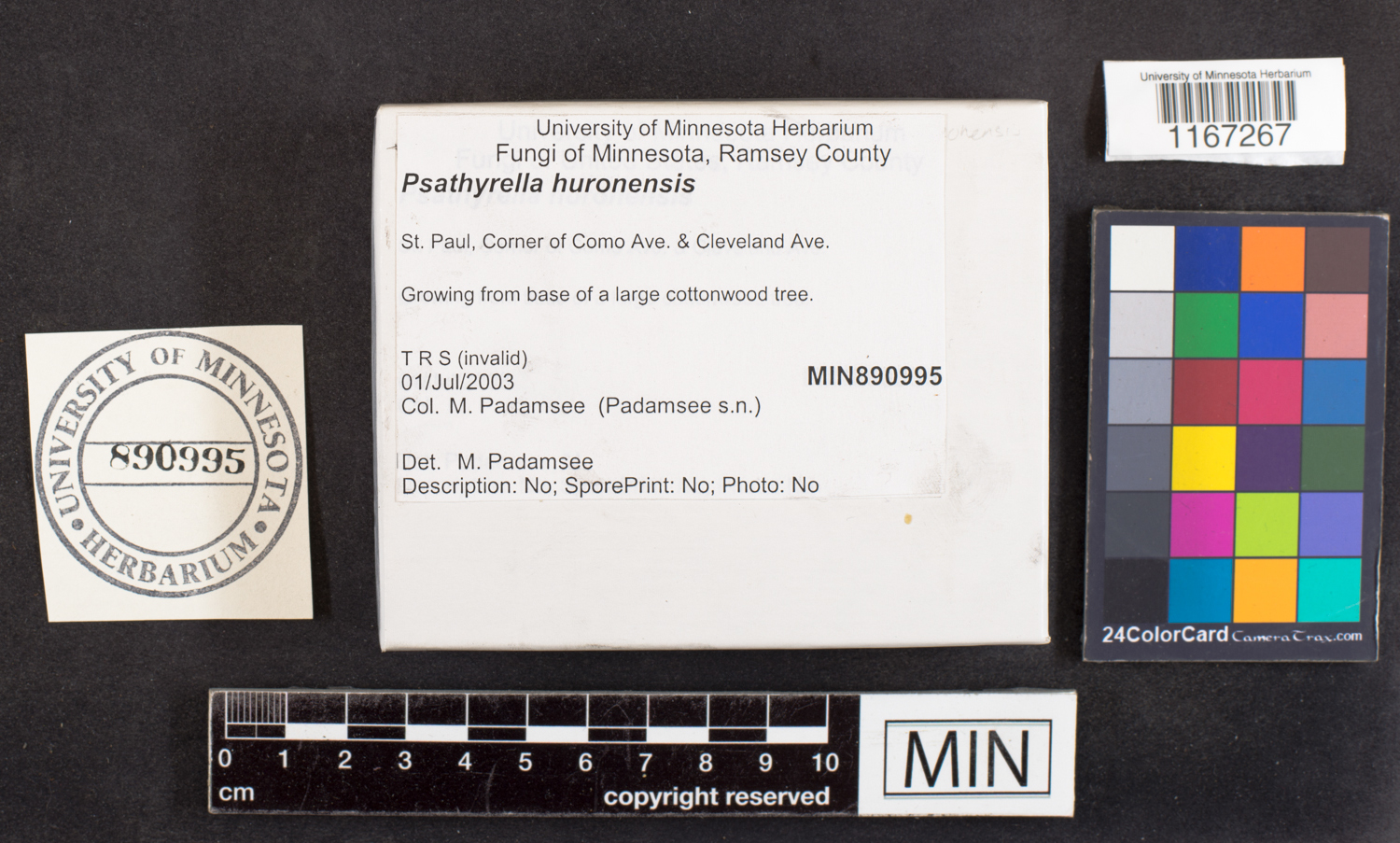 Psathyrella huronensis image