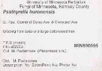 Psathyrella huronensis image
