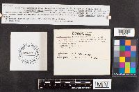Psathyrella larga image