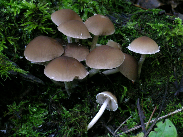 Psathyrella luteovelata image