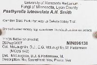 Psathyrella luteovelata image