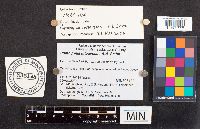 Psathyrella luteovelata image