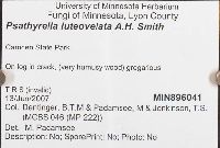 Psathyrella luteovelata image