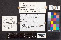 Psathyrella luteovelata image