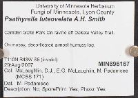 Psathyrella luteovelata image