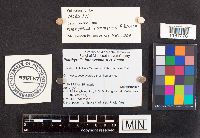 Psathyrella luteovelata image