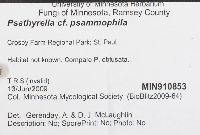 Psathyrella psammophila image