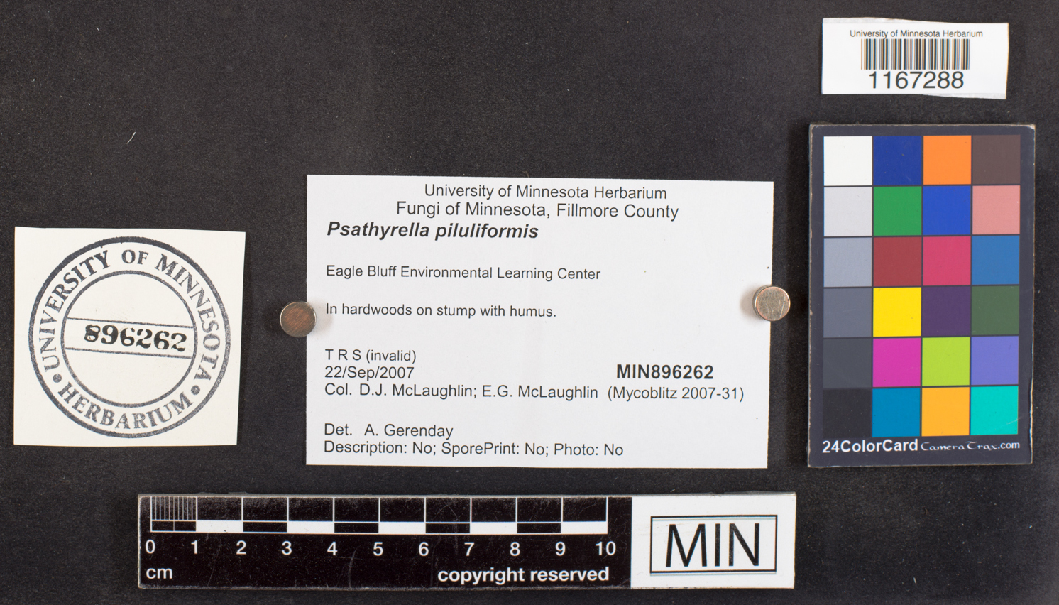 Psathyrella piluliformis image