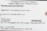 Psathyrella piluliformis image