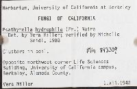 Psathyrella piluliformis image