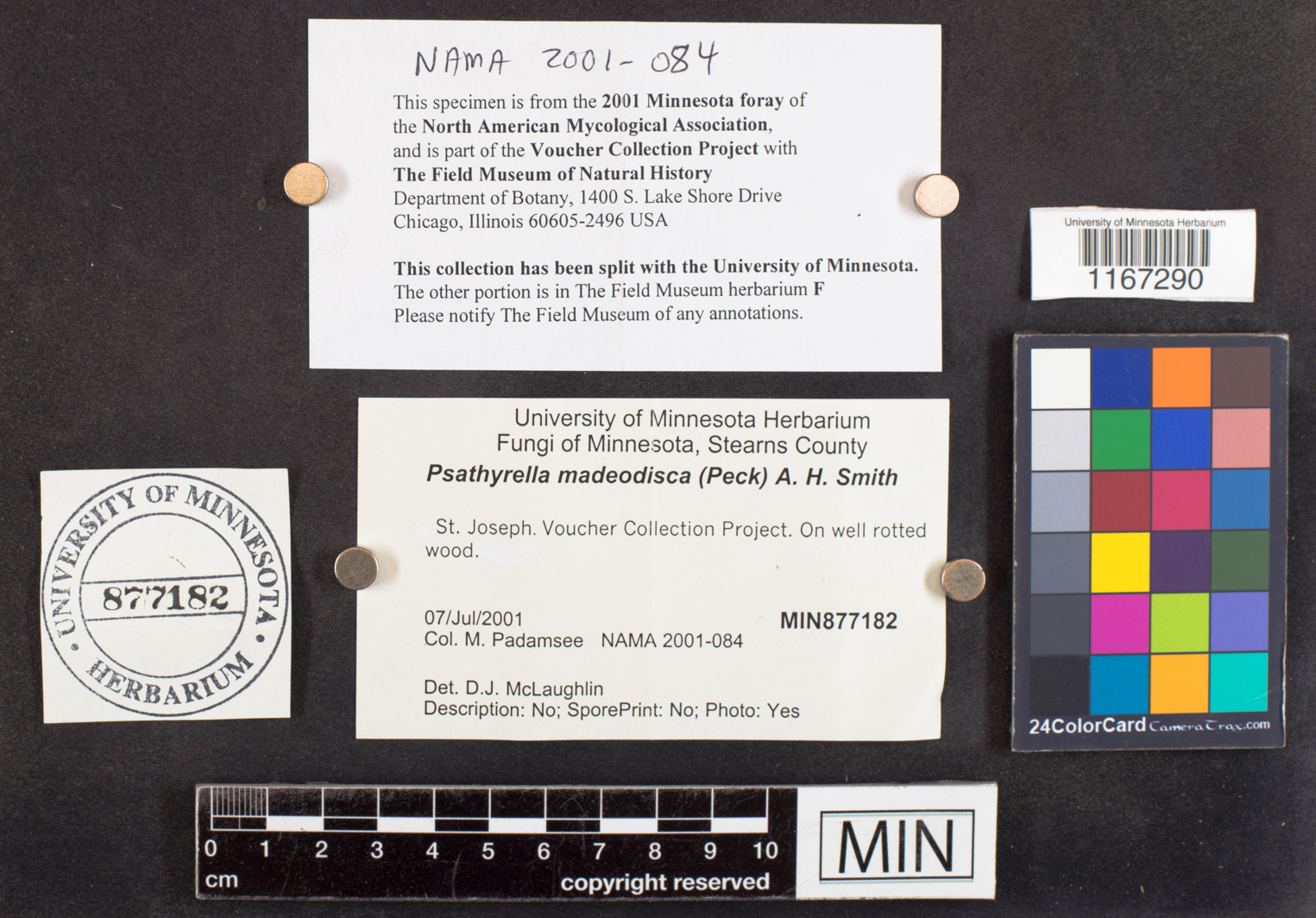 Psathyrella madeodisca image