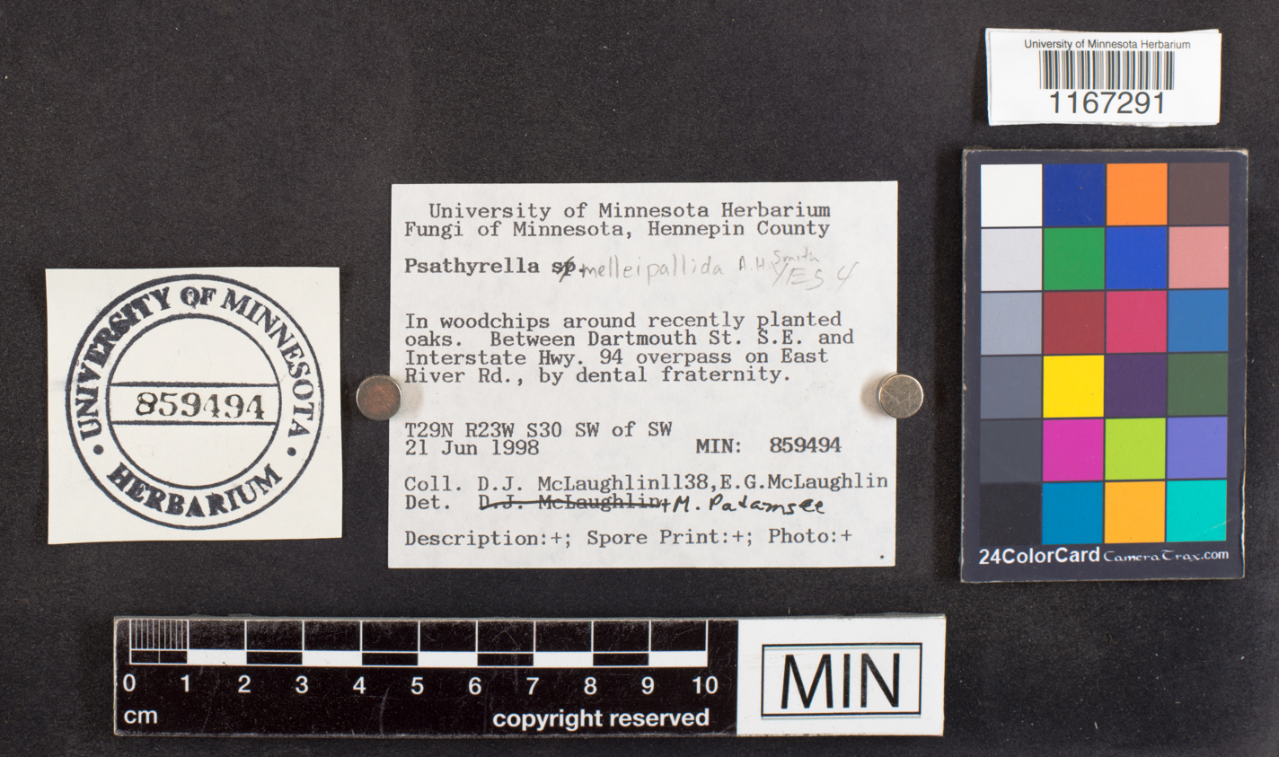 Psathyrella melleipallida image