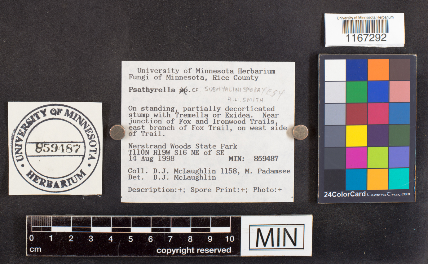 Psathyrella subhyalinispora image