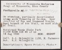 Psathyrella subhyalinispora image