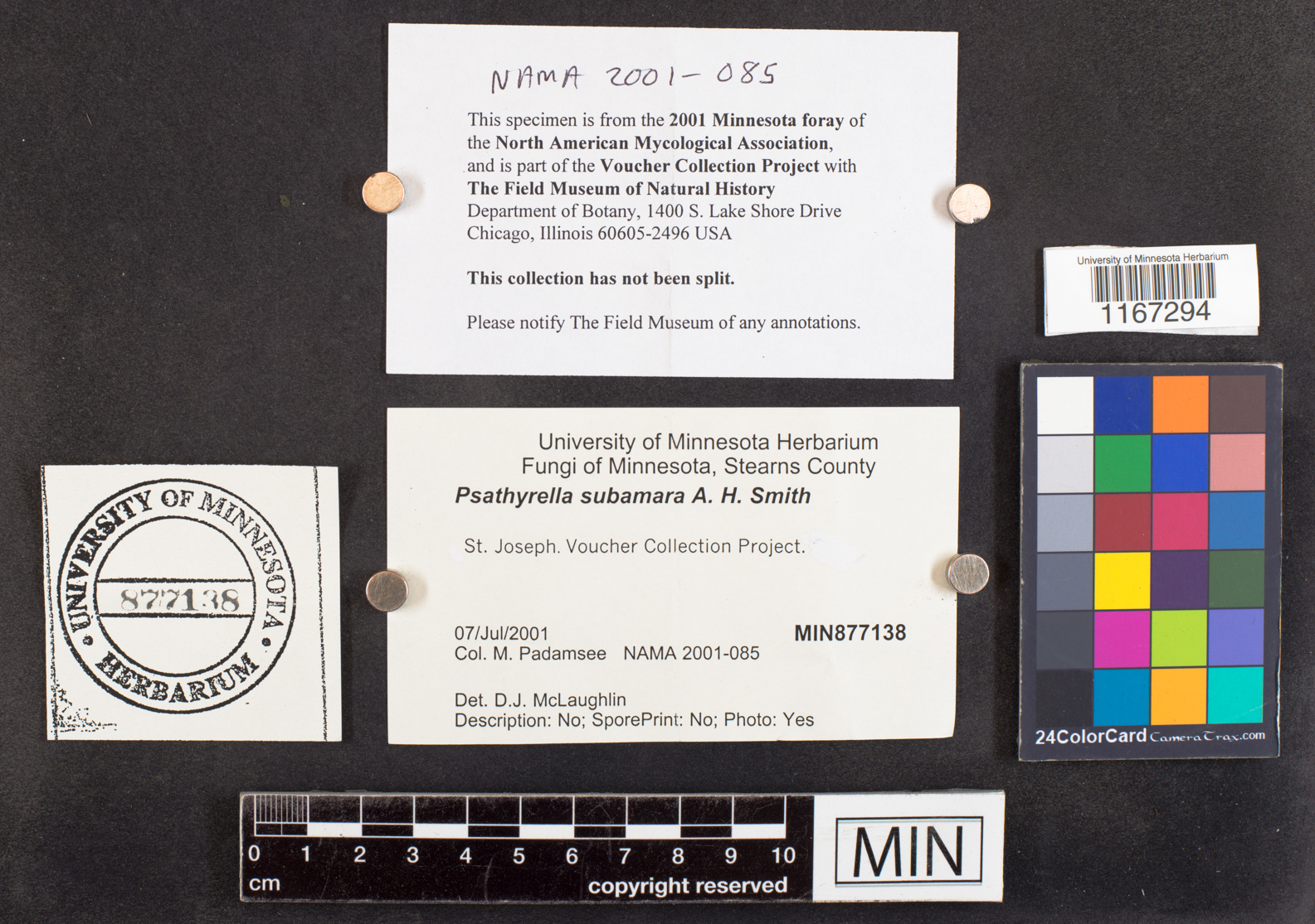 Psathyrella subamara image