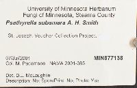 Psathyrella subamara image