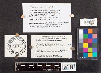 Psathyrella subamara image