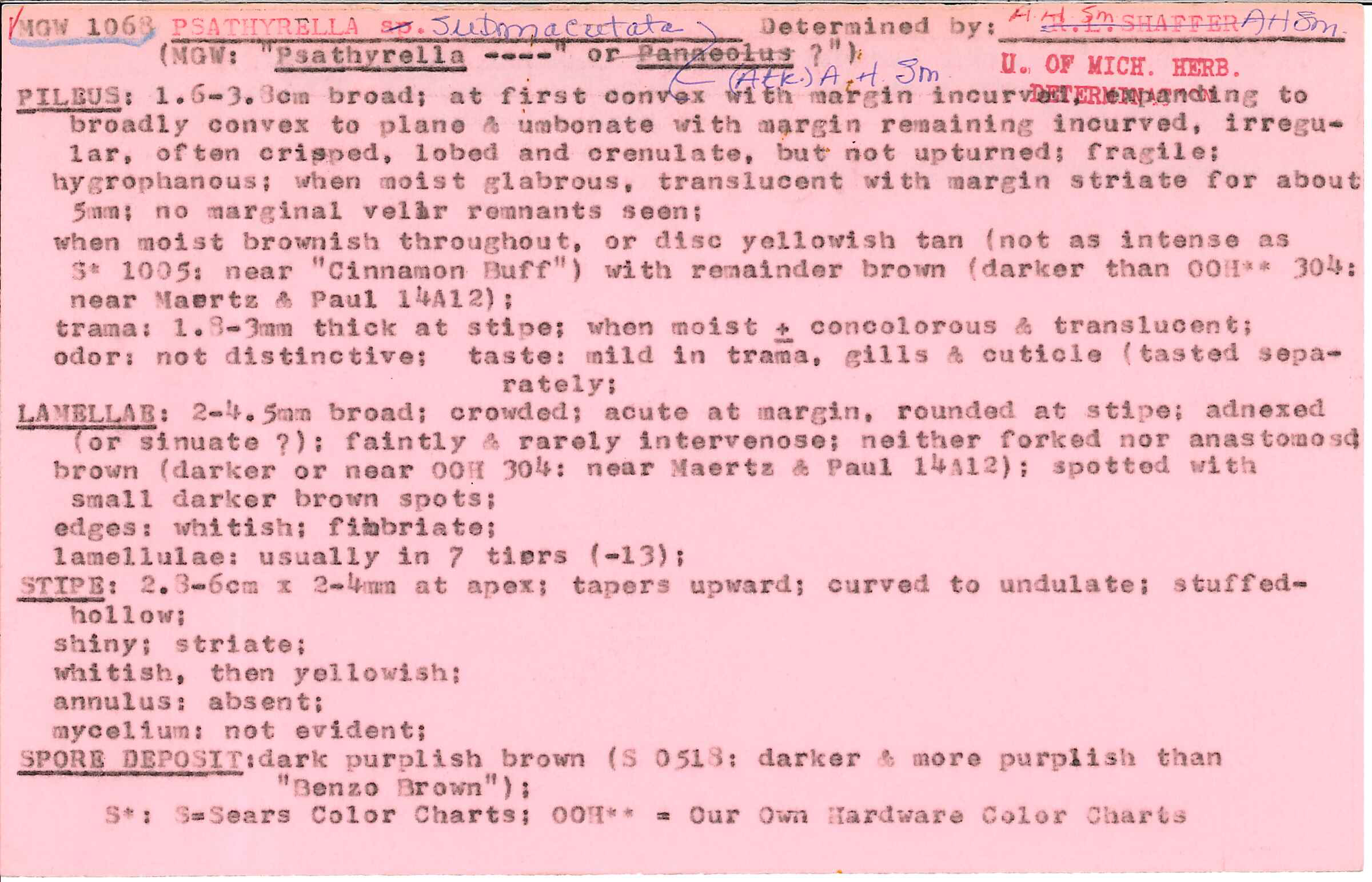 Psathyrella submaculata image