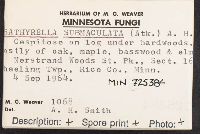 Psathyrella submaculata image