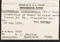 Psathyrella spadicea image