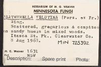 Lacrymaria lacrymabunda image