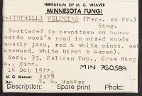 Lacrymaria lacrymabunda image