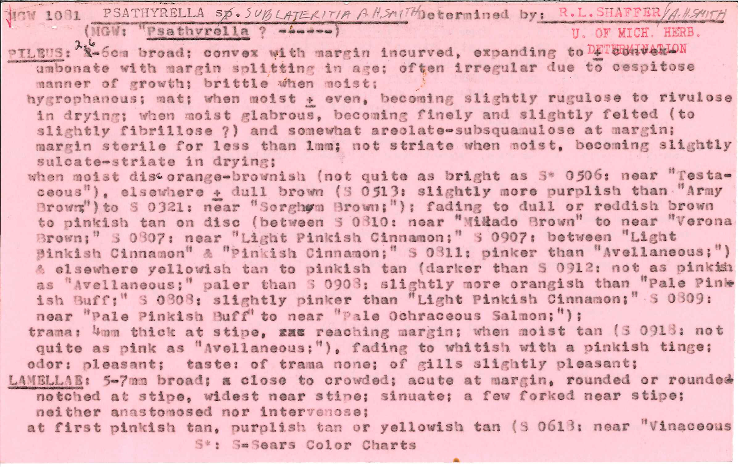 Psathyrella sublateritia image