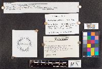Psathyrella sublateritia image