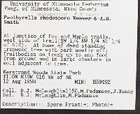 Psathyrella sublateritia image