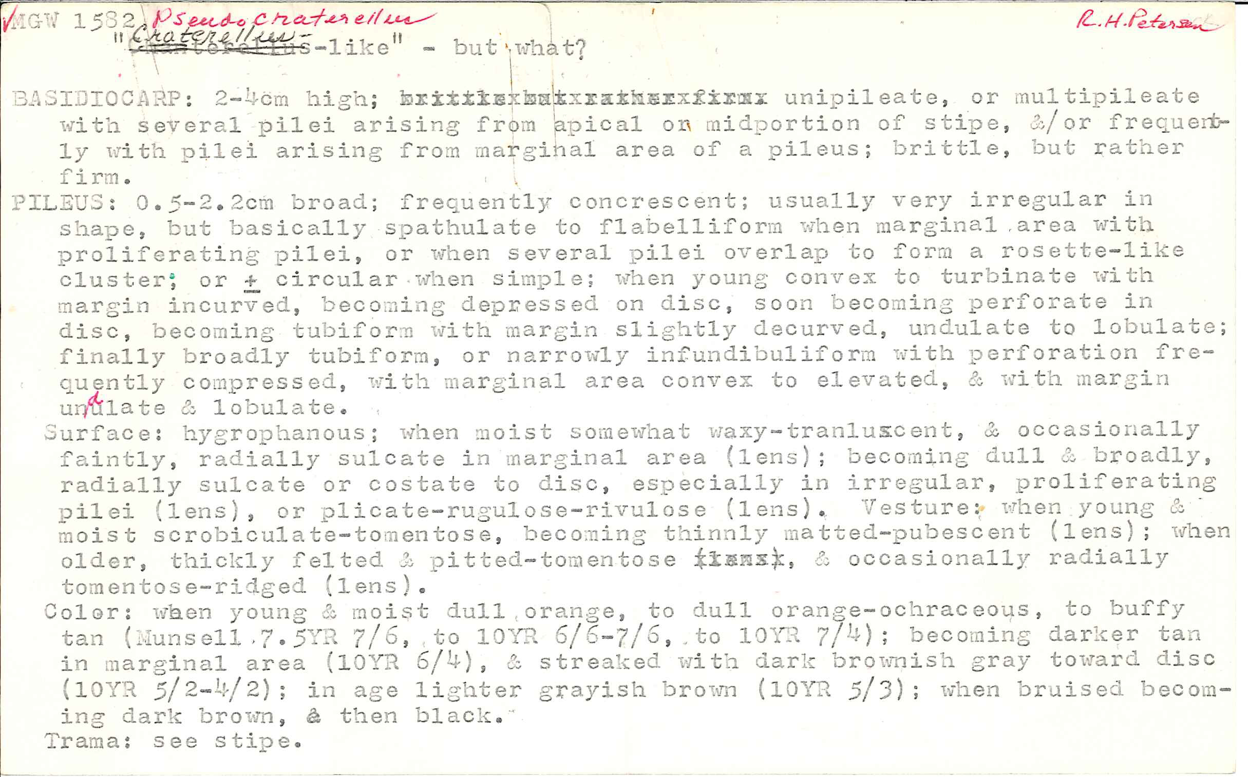 Pseudocraterellus image