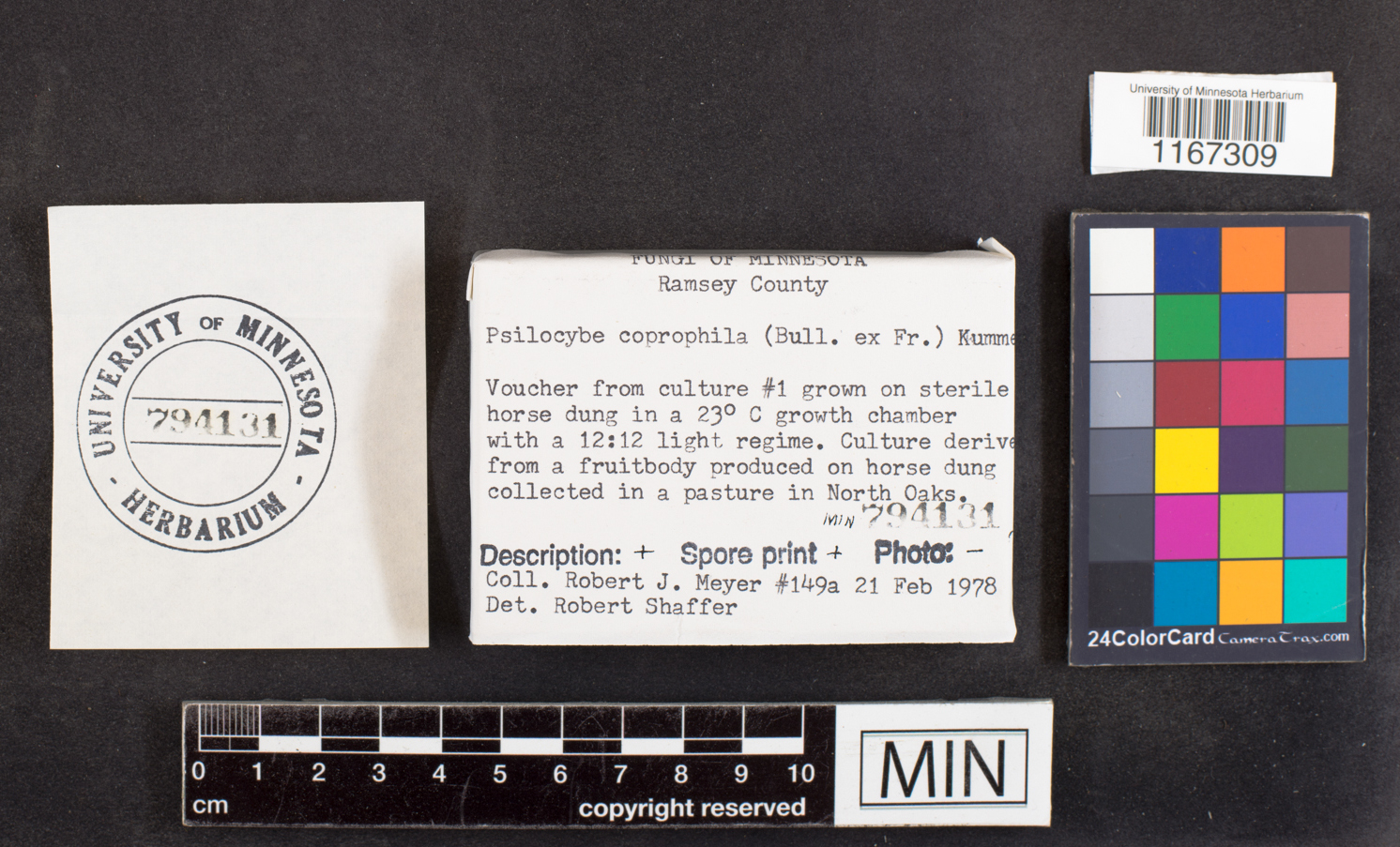 Psilocybe coprophila image