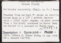 Psilocybe coprophila image