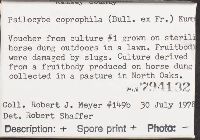 Psilocybe coprophila image