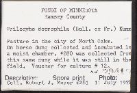 Psilocybe coprophila image