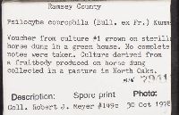 Psilocybe coprophila image