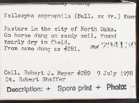 Psilocybe coprophila image