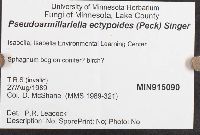 Pseudoarmillariella ectypoides image