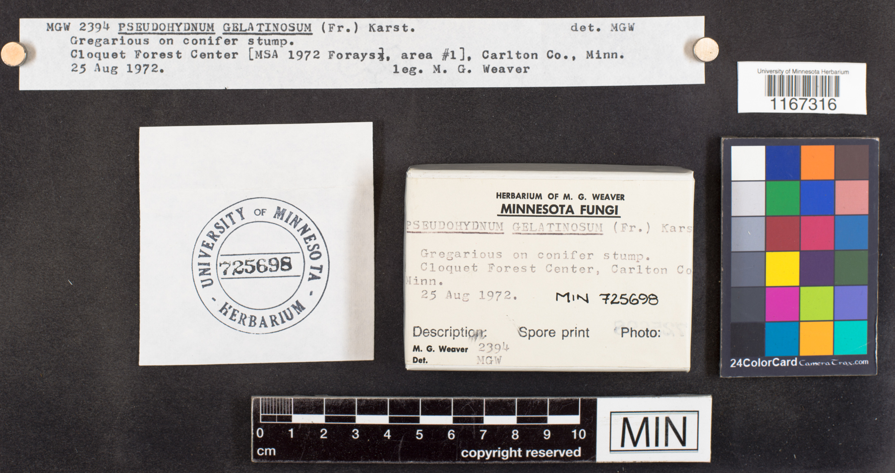 Pseudohydnum gelatinosum image