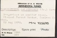 Pseudohydnum gelatinosum image