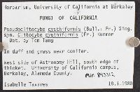 Pseudoclitocybe cyathiformis image