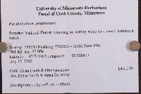 Pseudohydnum gelatinosum image