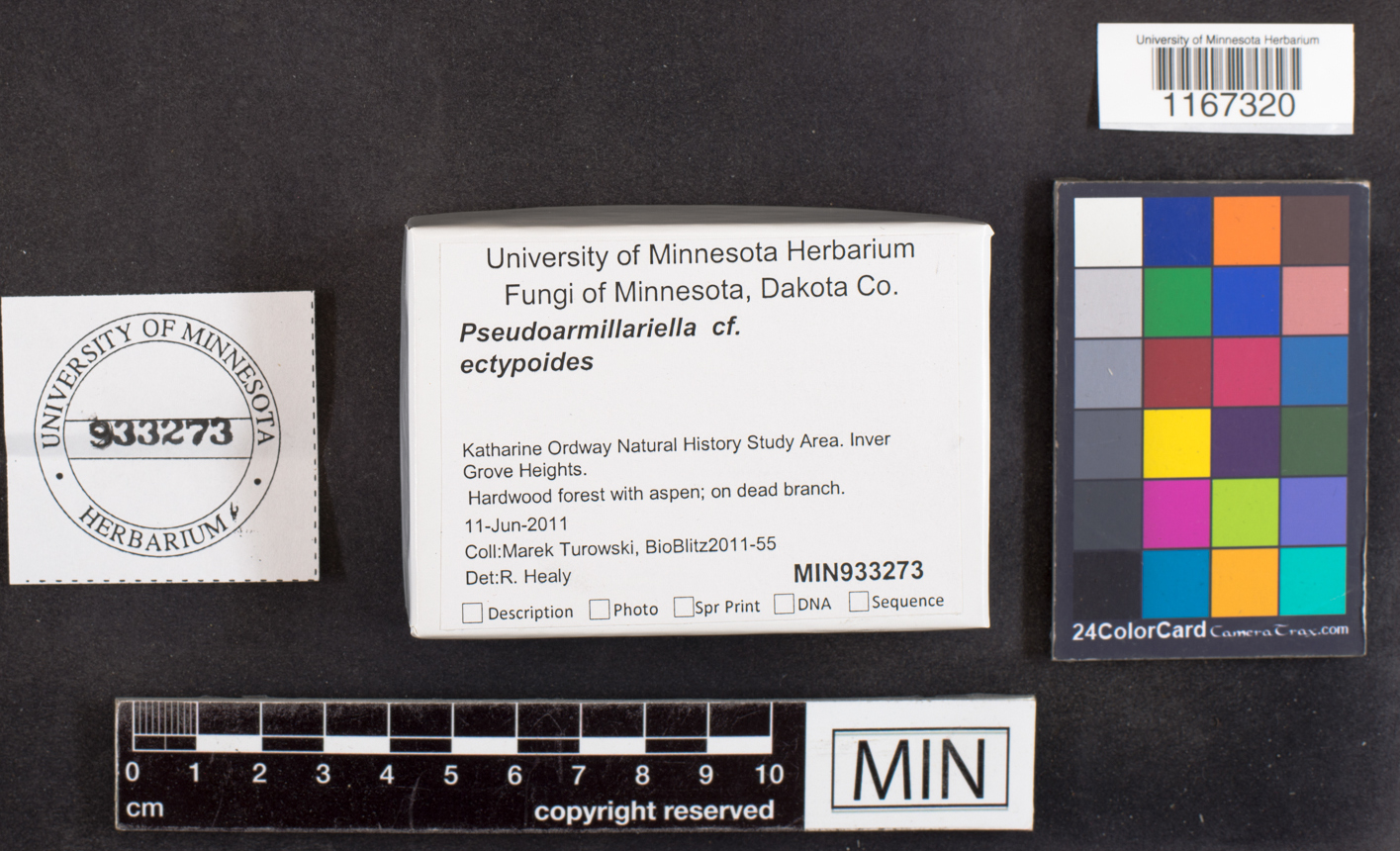 Pseudoarmillariella ectyloides image