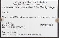 Pseudoarmillariella ectypoides image