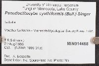 Pseudoclitocybe cyathiformis image