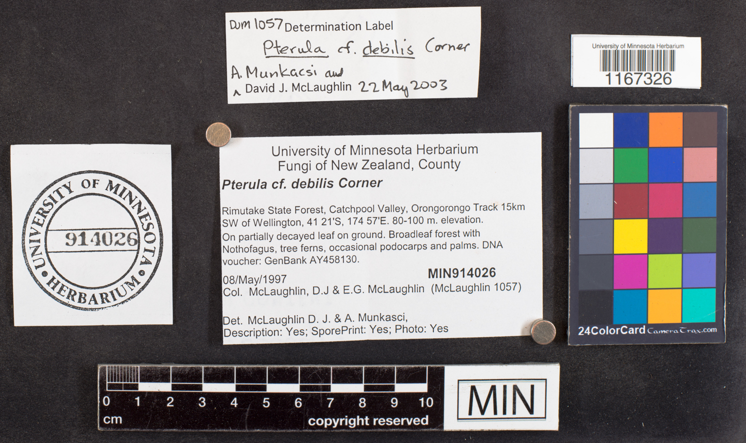 Pterulicium debile image