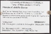 Pterulicium debile image