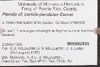 Pterulicium caricis-pendulae image